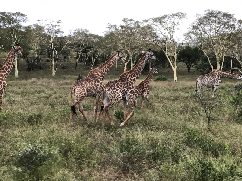 Illustration for article titled The End of the Safari and on to Cape Town